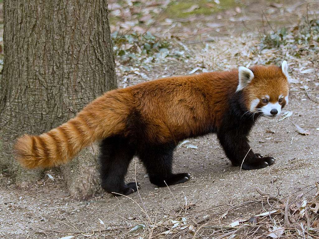 röd panda Pussel online