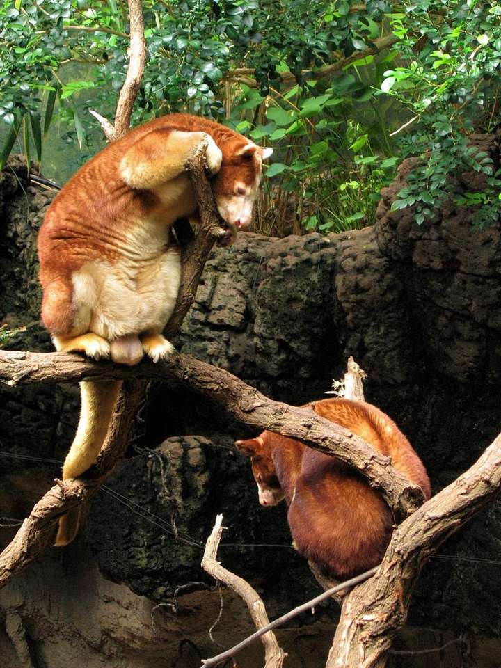 Дървото-кенгуру на Матчи онлайн пъзел