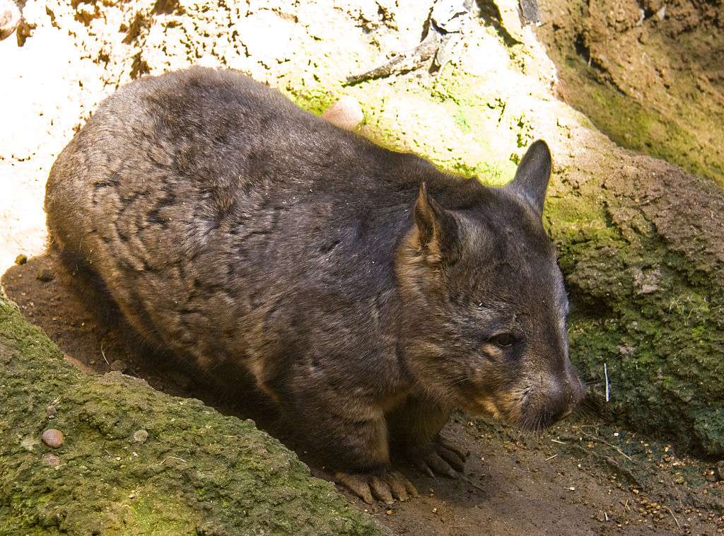 Wombat sulista de nariz peludo quebra-cabeças online