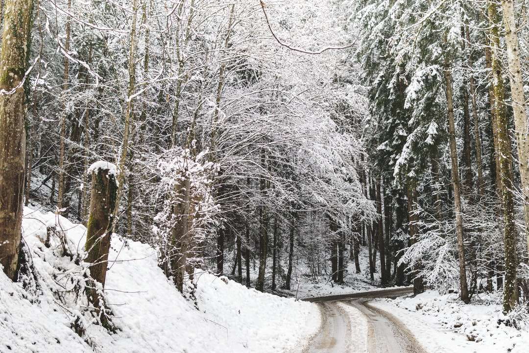 árboles cubiertos de nieve durante el día rompecabezas en línea