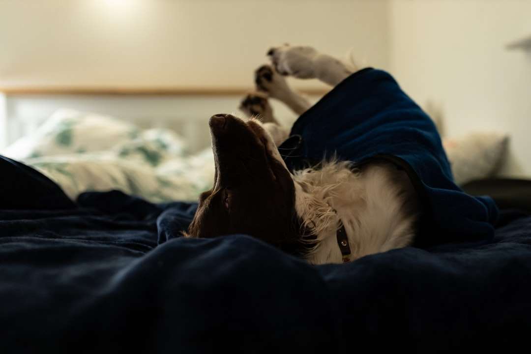 bílý a hnědý dlouhosrstý pes ležící na posteli skládačky online