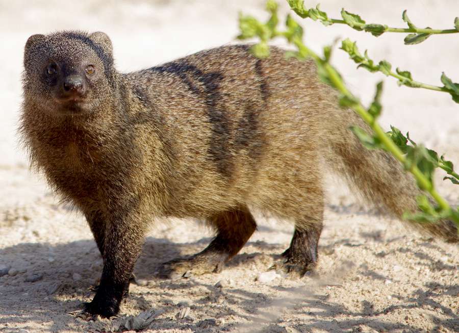 Egyptian mongoose online puzzle