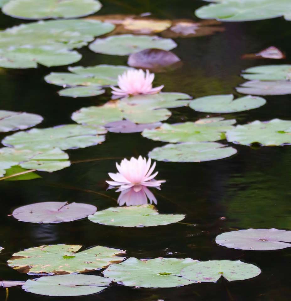flor de lótus roxa na água puzzle online