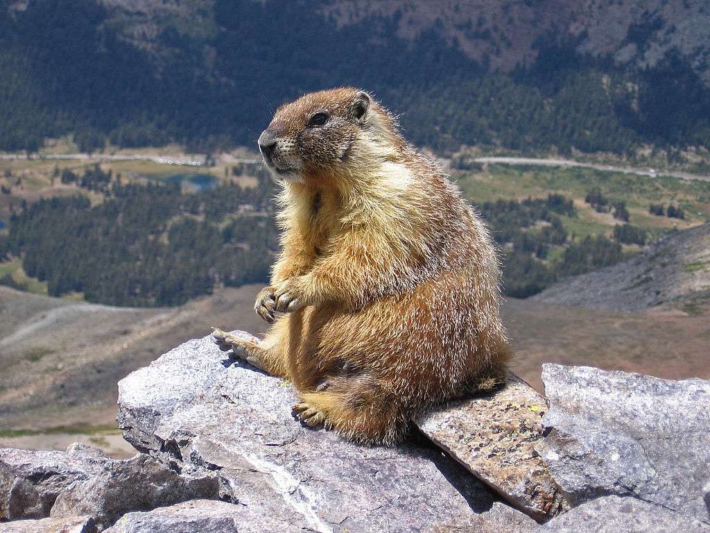 Marmot ...... online puzzel