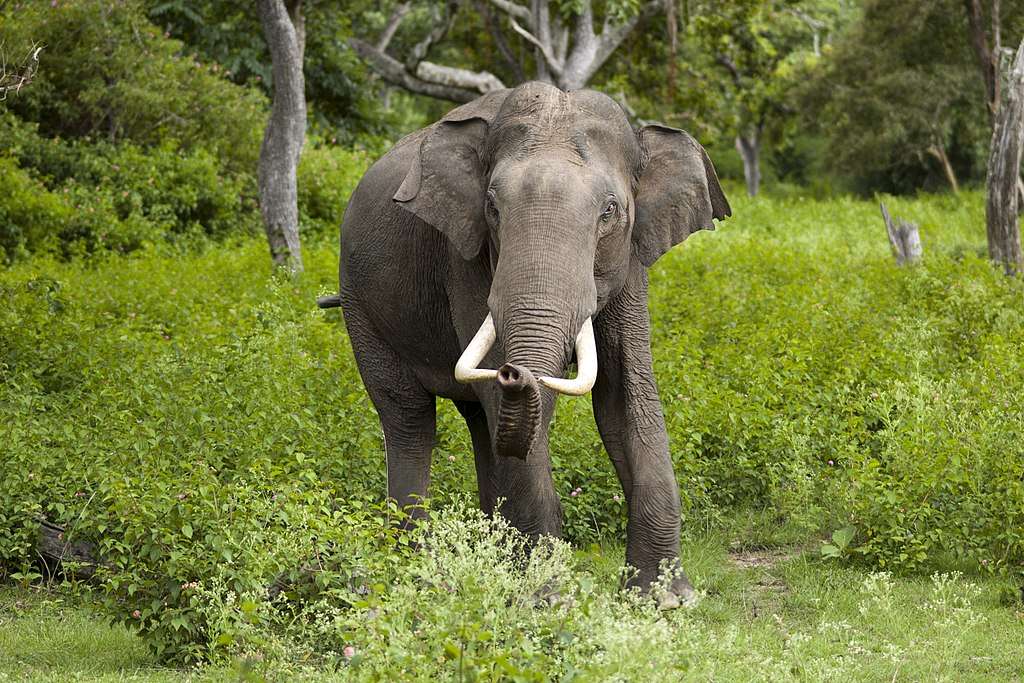 Indisk elefant pussel på nätet