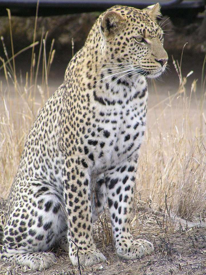 Leopardo ....... rompecabezas en línea