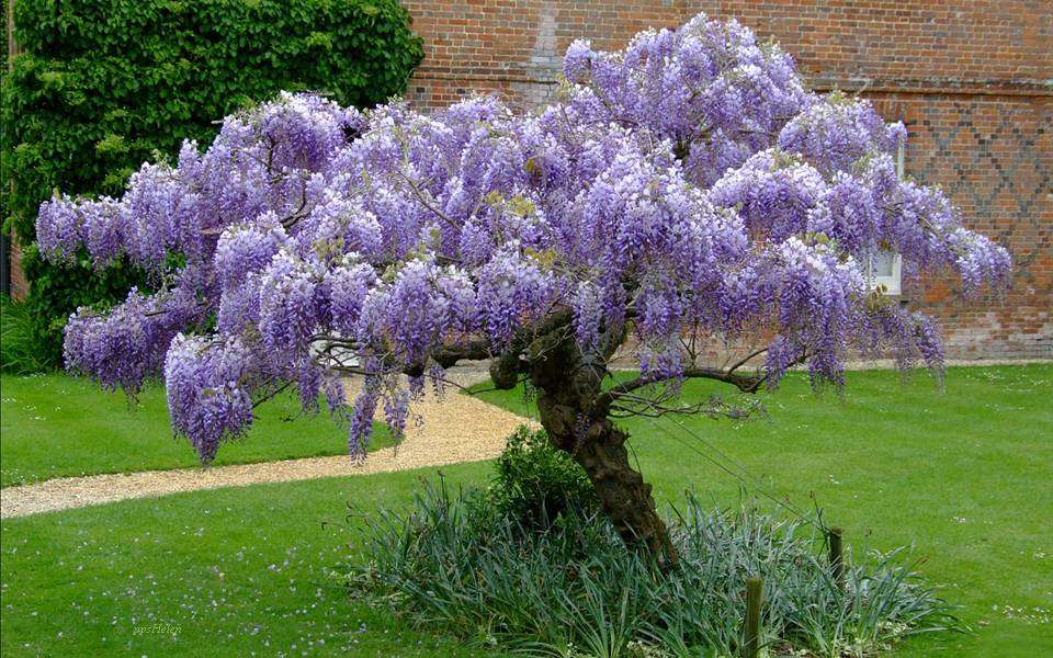 Όμορφη wisteria online παζλ