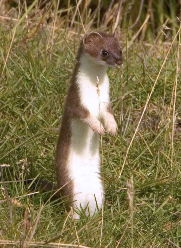 Stoat .......... jigsaw puzzle online