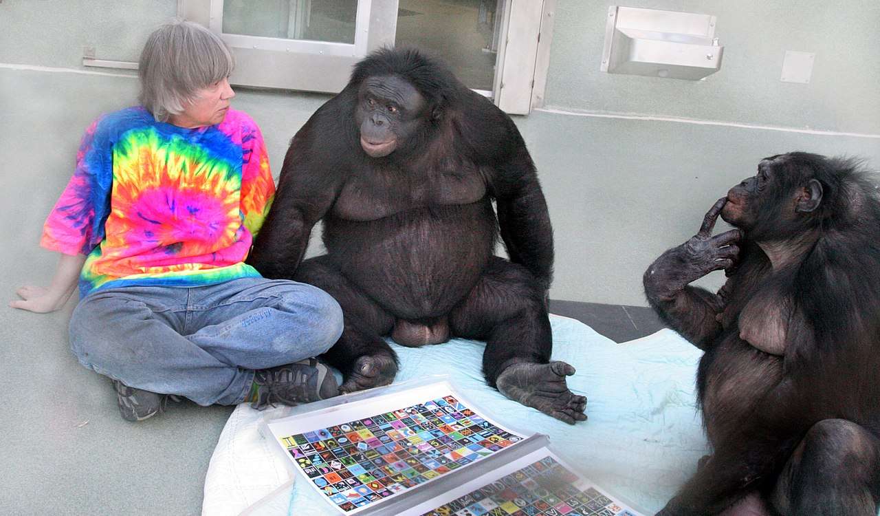Bonobo ....... jigsaw puzzle online