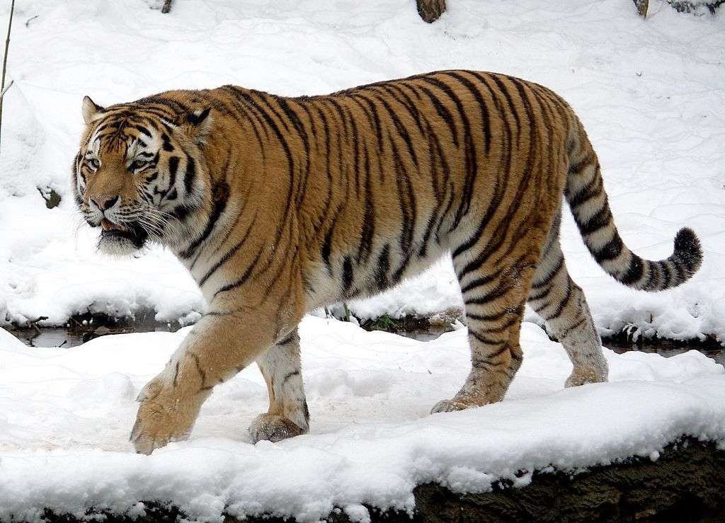 Σιβηρική τίγρη παζλ online