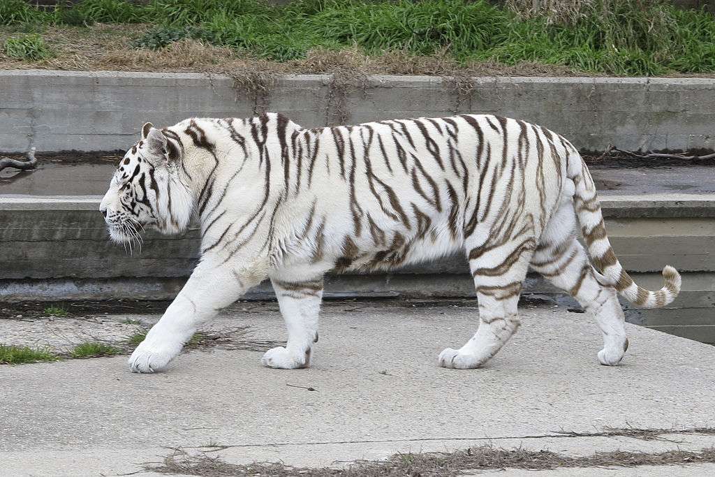 Witte tijger legpuzzel online