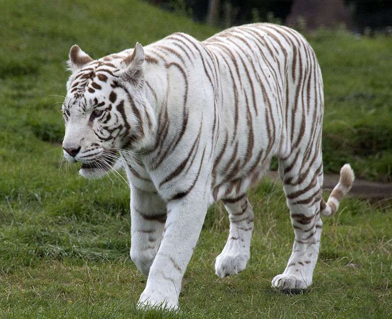 Tigre blanc puzzle en ligne