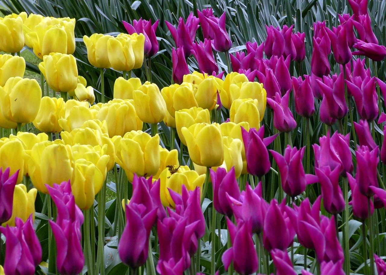 Festival dei tulipani puzzle online