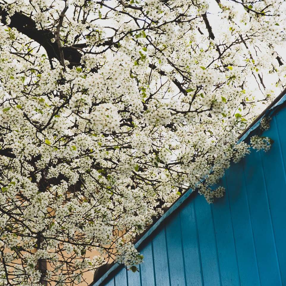 albero bianco e marrone accanto alla parete di legno blu puzzle online
