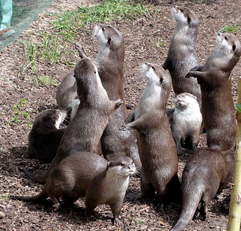 Asian small-clawed otter jigsaw puzzle online