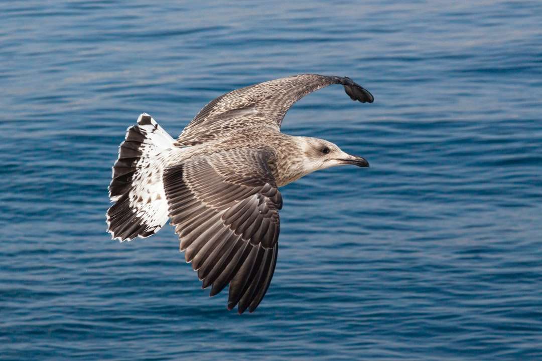 кафява и бяла птица, летяща над морето през деня онлайн пъзел
