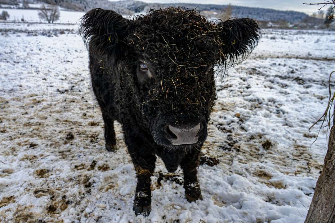 yak nero su terreno innevato bianco durante il giorno puzzle online