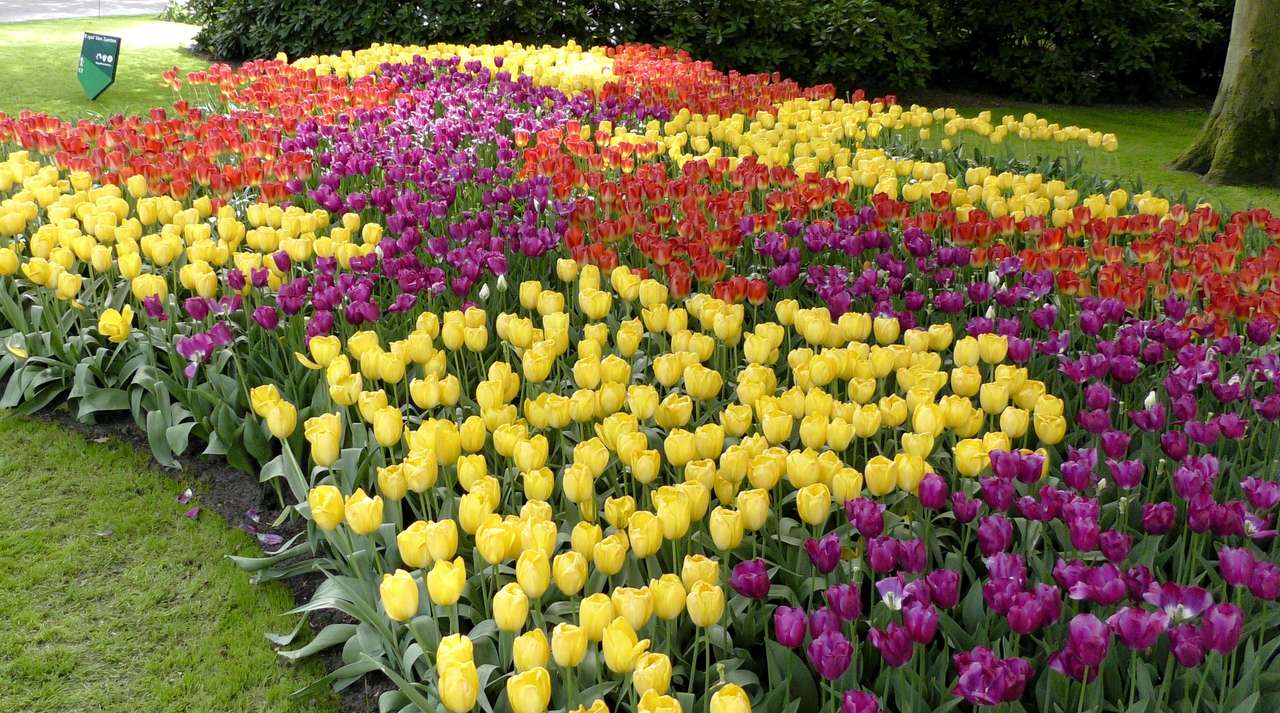 Festival da tulipa quebra-cabeças online