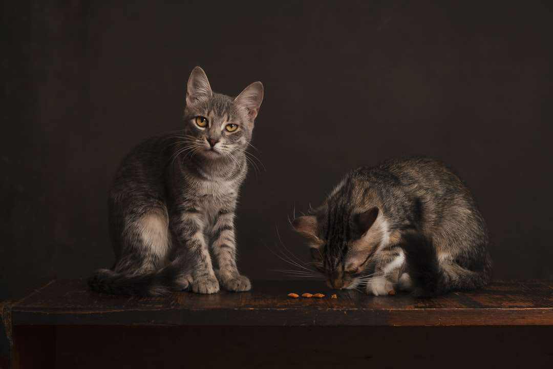 silver tabby katt på brunt träbord pussel på nätet