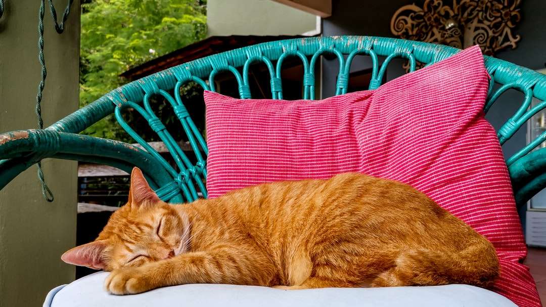 orange getigerte Katze, die auf rotem und schwarz gestreiftem Textil liegt Puzzlespiel online