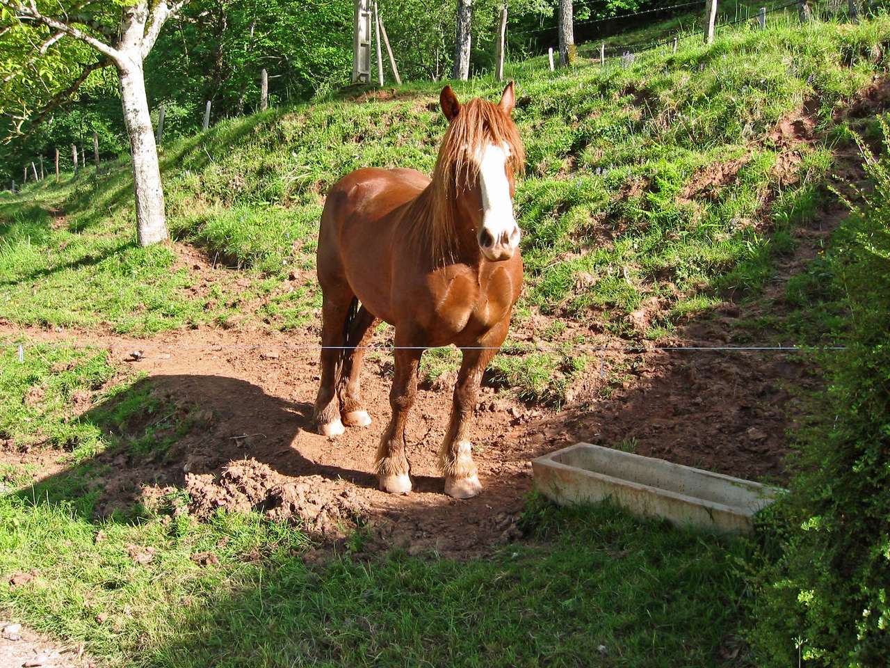 Άλογο στο αγρόκτημα παζλ online