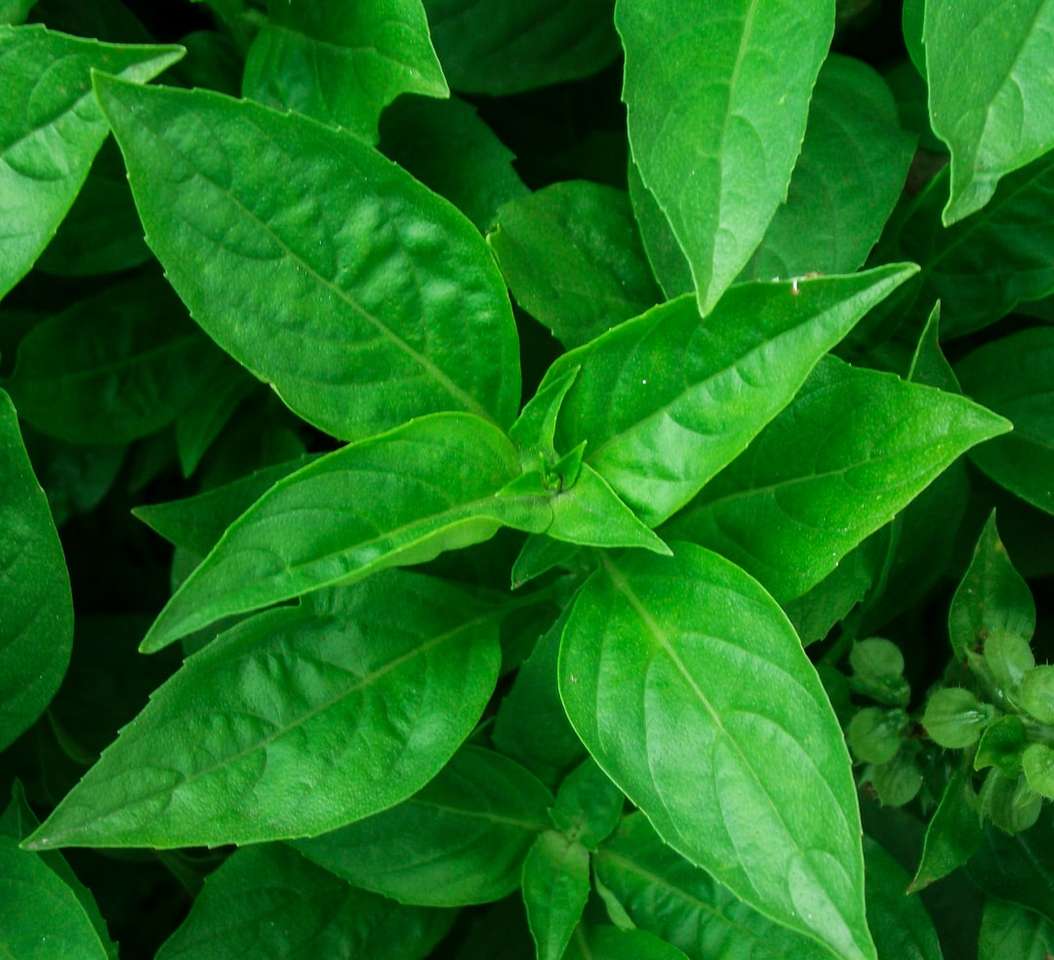 zelená listová rostlina během dne skládačky online