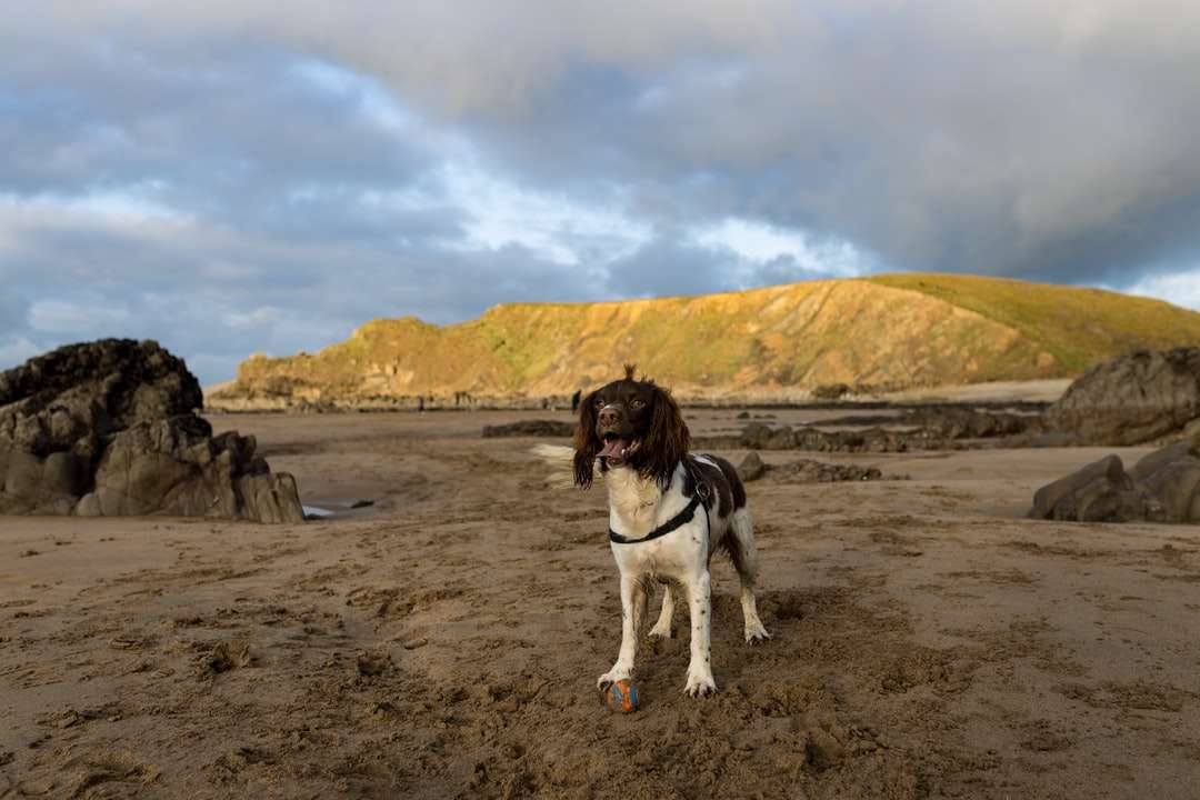 câine de blană scurtă, albă și neagră, pe nisip maro lângă corp jigsaw puzzle online
