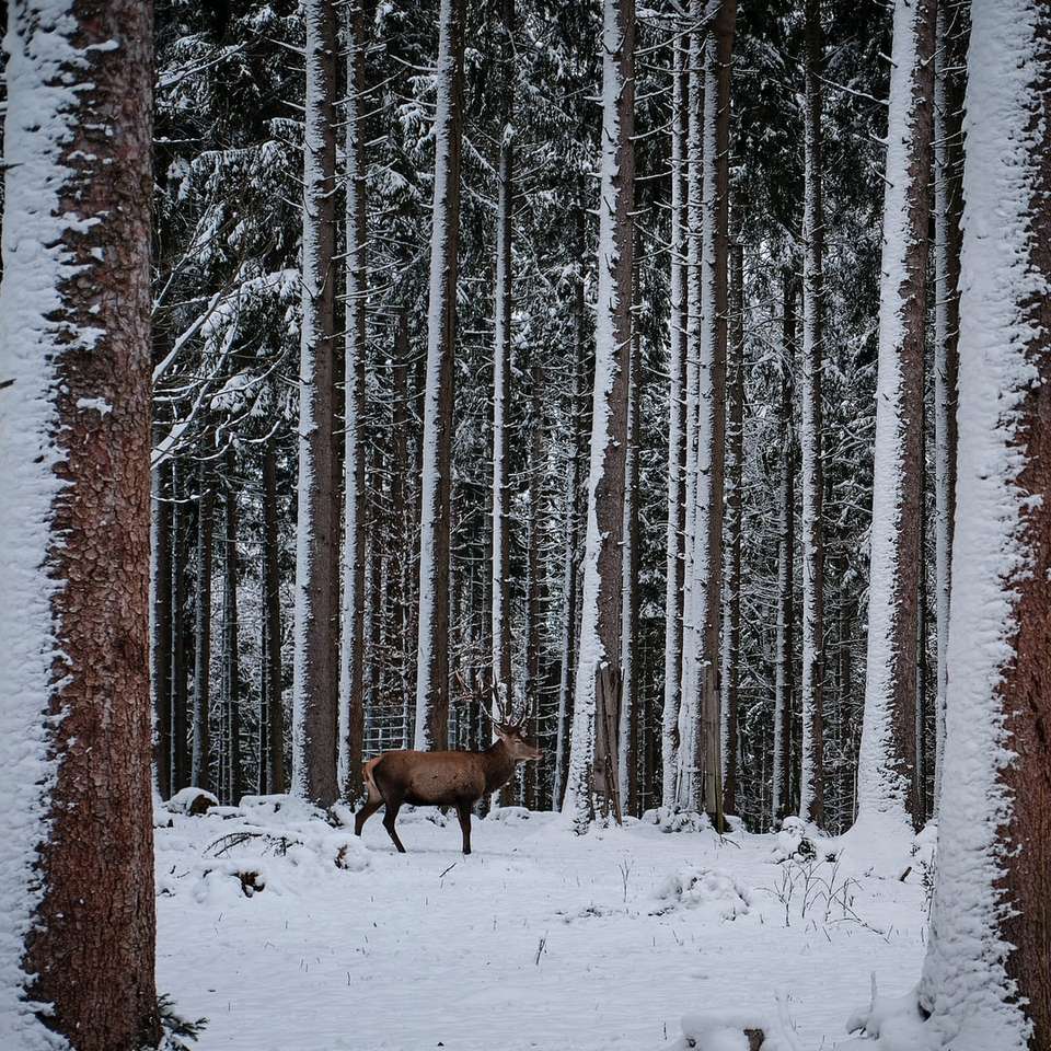 Ciervo marrón sobre suelo cubierto de nieve cerca de los árboles durante el día rompecabezas en línea