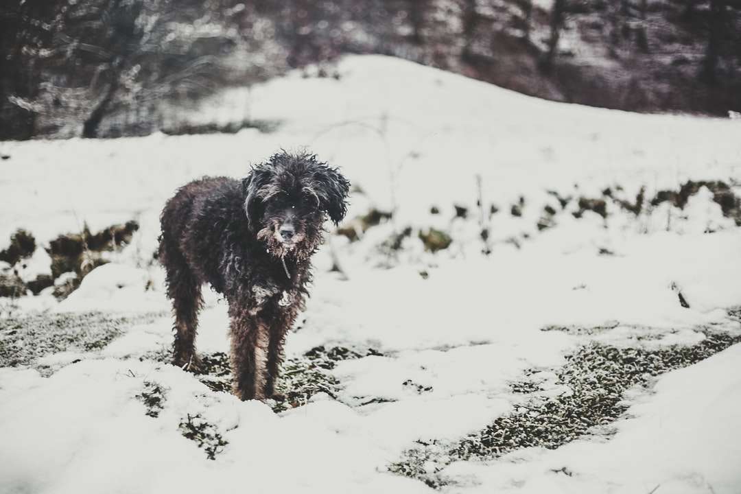 svart lång kappa medellång hund som kör på snötäckt mark pussel på nätet