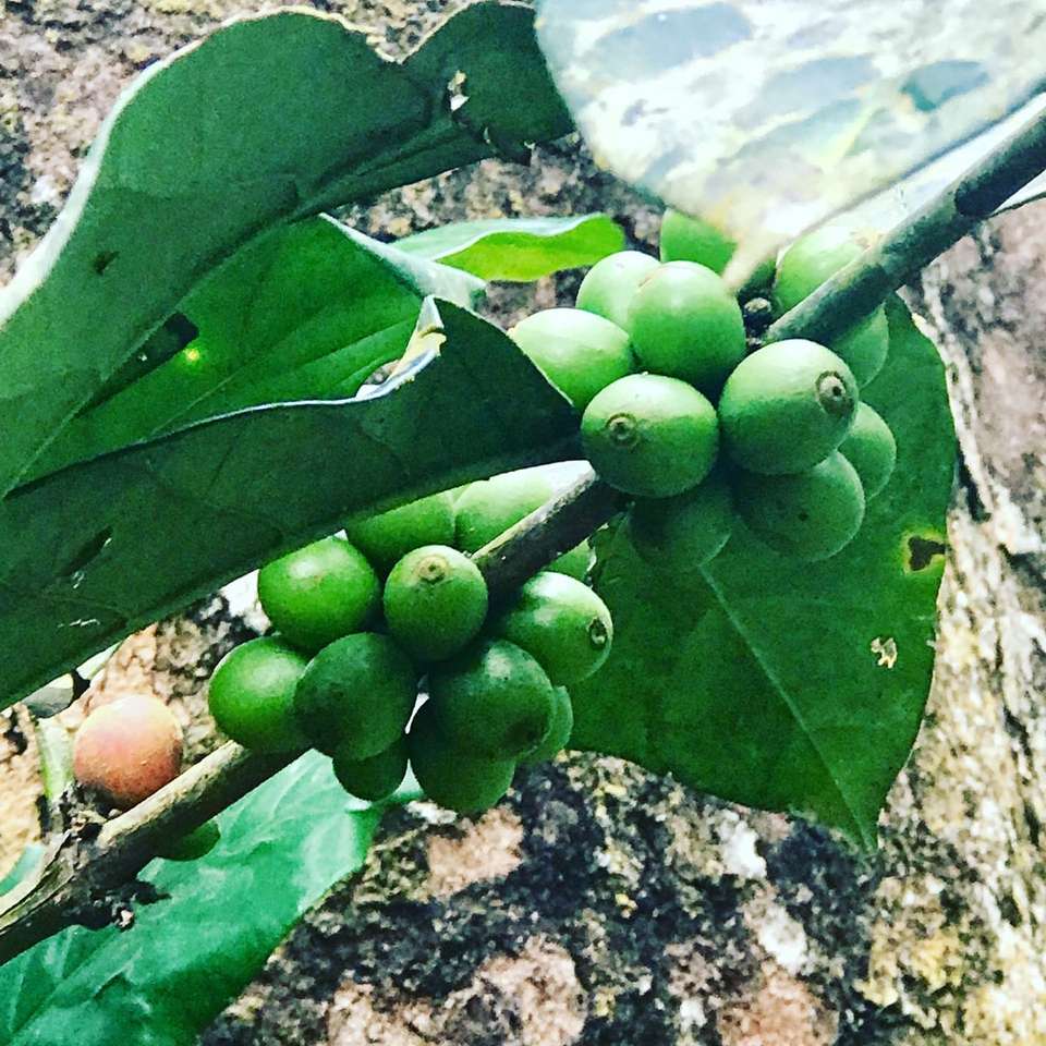 зеленые круглые плоды на дереве днем онлайн-пазл