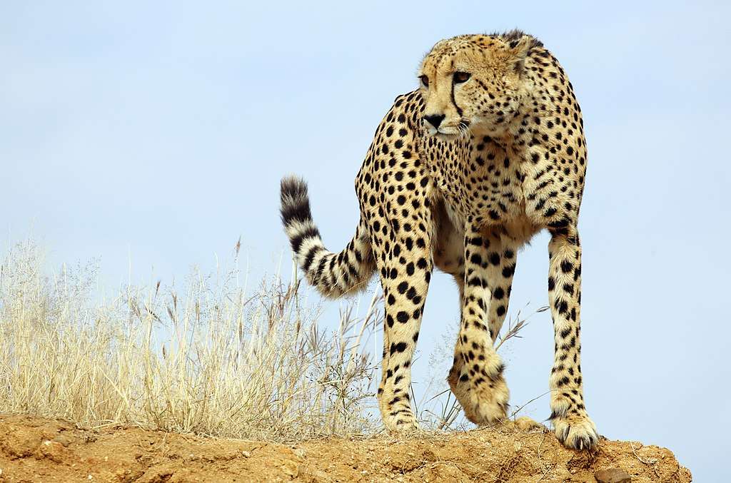 Leopardo.... rompecabezas en línea