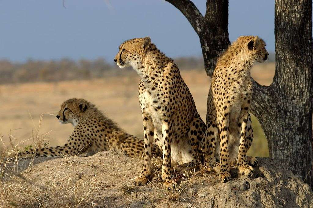 Gepard... pussel på nätet