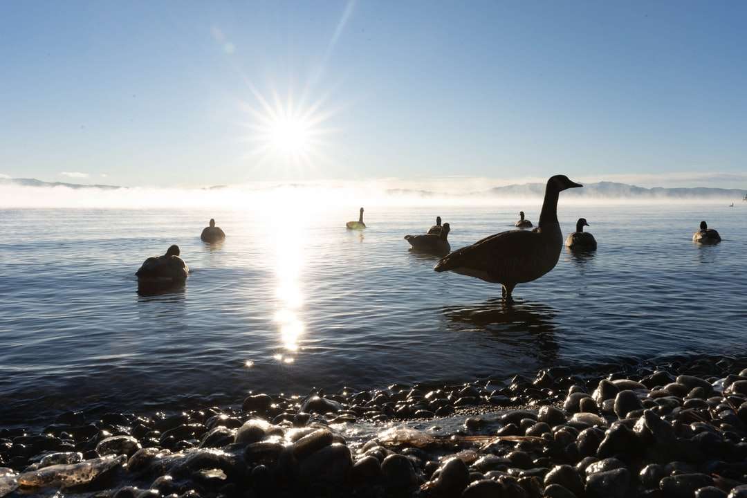 silueta de cisne en el agua durante el día rompecabezas en línea