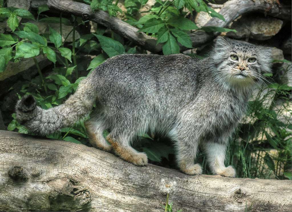 Manul ..... jigsaw puzzle online