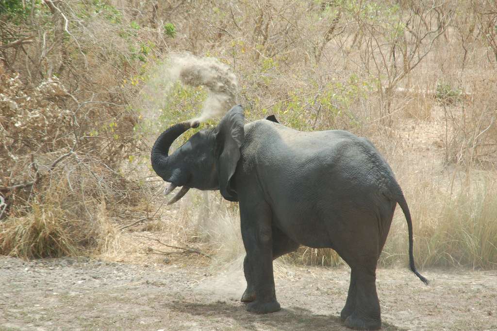 Elefanten kirakós online