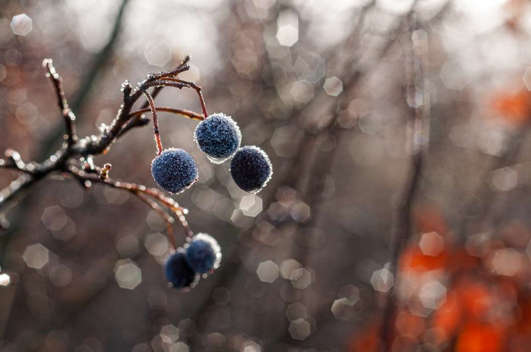 fructe de pădure albastre în lentilă de înclinare puzzle online
