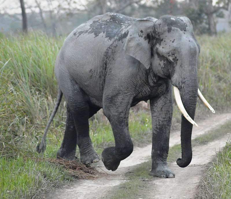 Asiatischer Elefant puzzle online