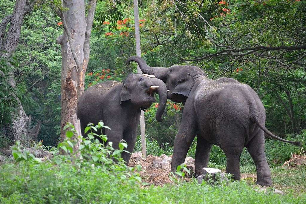 Asiatischer Elefant online παζλ