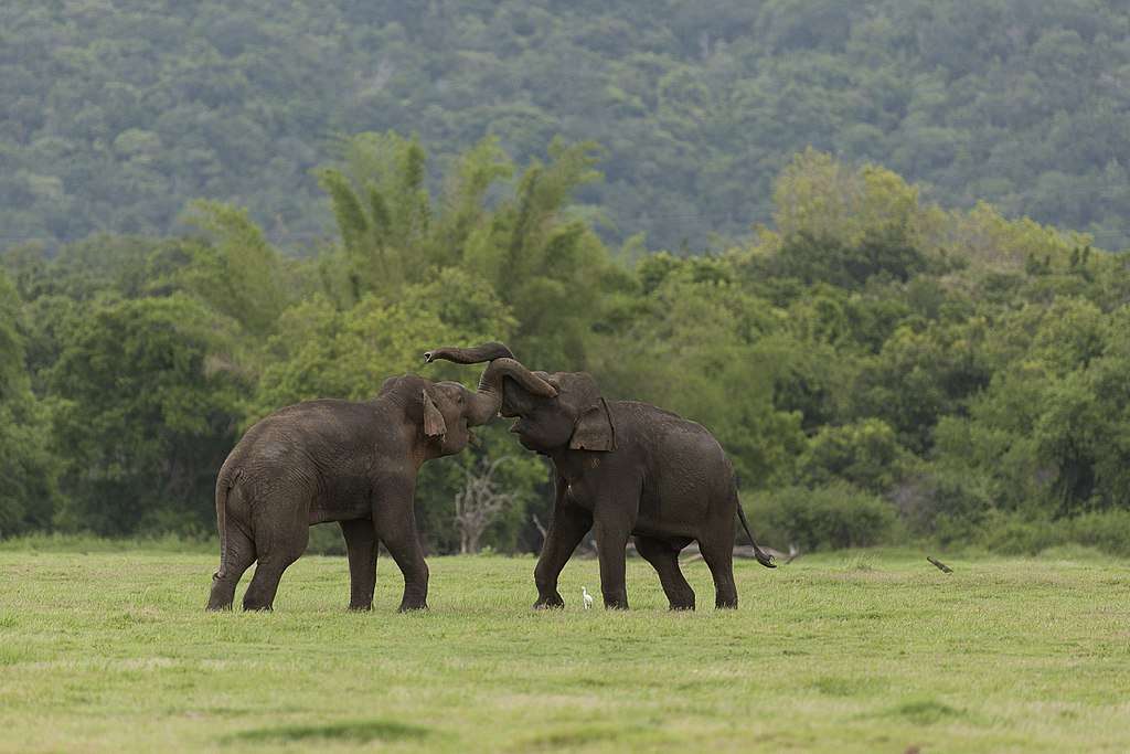 Asiatischer Elefant Pussel online