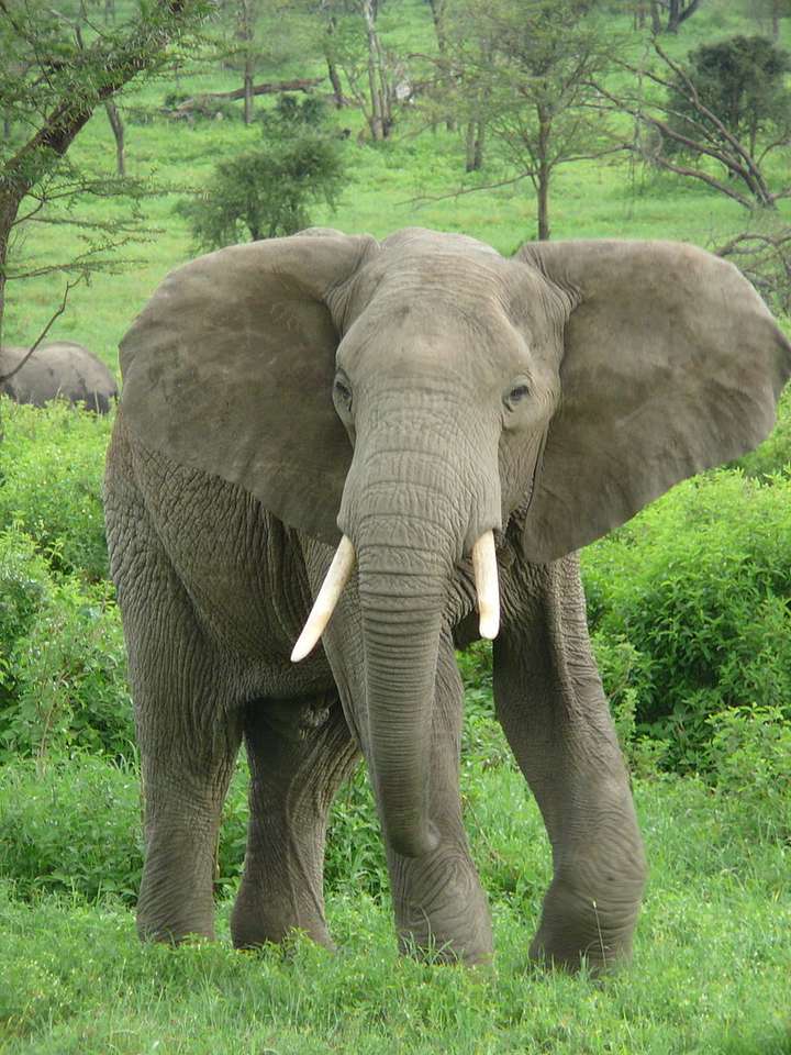 Afrikanischer Elefant skládačky online