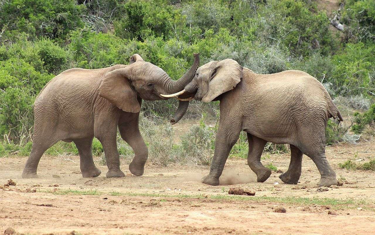 Afrikanischer Elefant quebra-cabeça