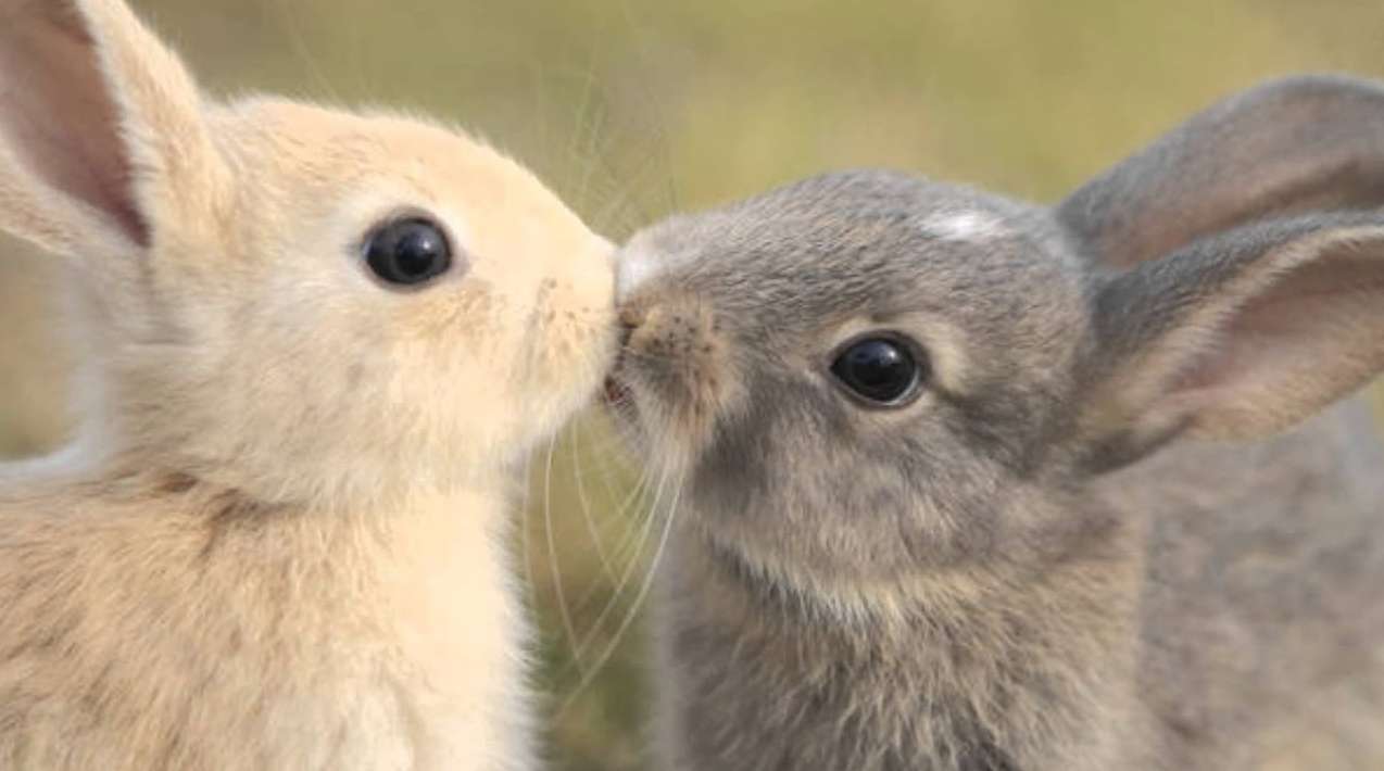 Um amor entre coelhos quebra-cabeças online