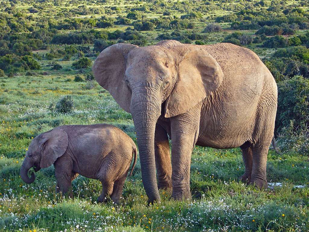 Afrikanischer Elefant online puzzel