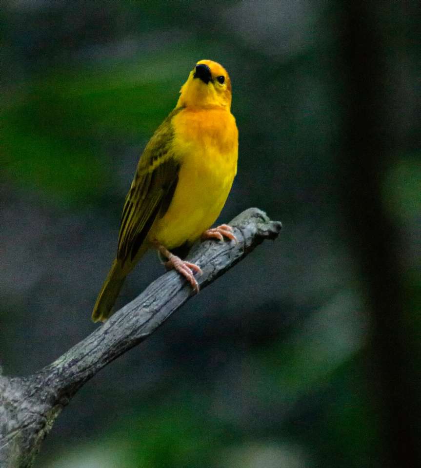 желтая и зеленая птица на коричневой ветке дерева онлайн-пазл