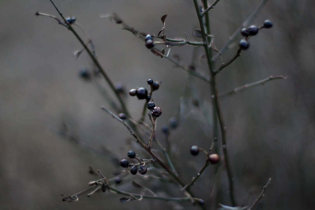fructe rotunde negre pe ramura copacului puzzle online