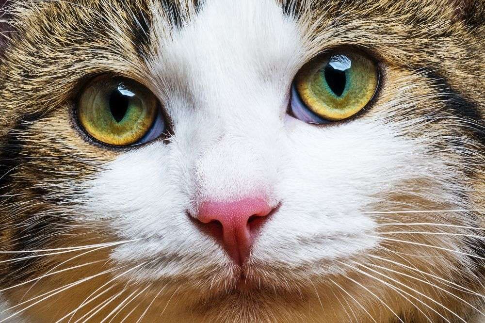 котячі очі пазл онлайн