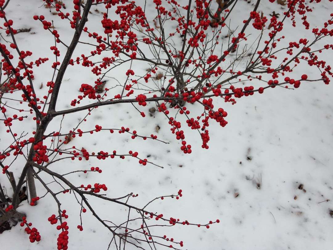 красные и белые цветы на ветке дерева пазл онлайн