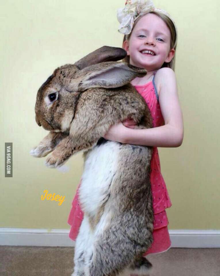 Jaký králík !! online puzzle