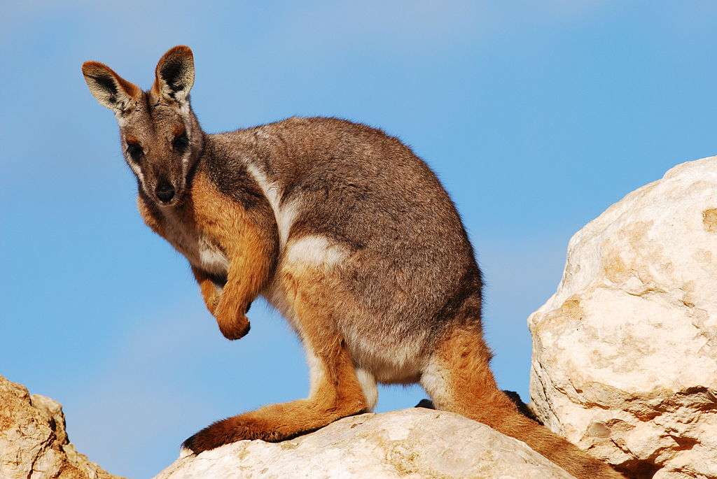 Gelbfuß-Felskänguru kirakós online