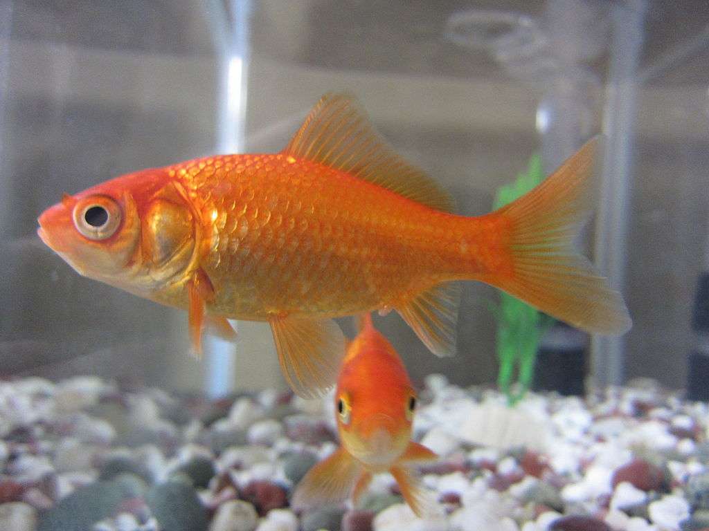 Золотая рыбка онлайн-пазл